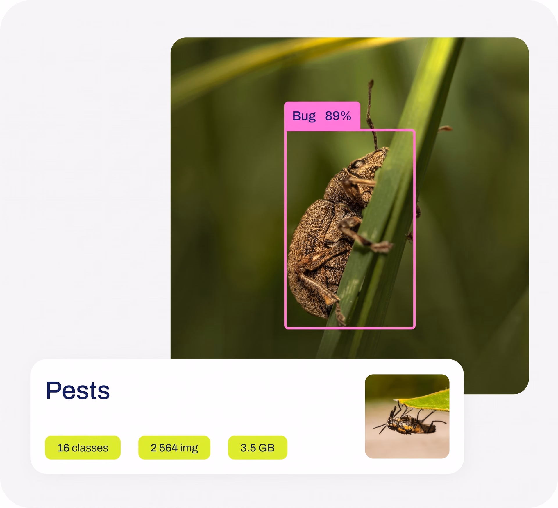 Ultralytics YOLOv8 classifying pests in an image
