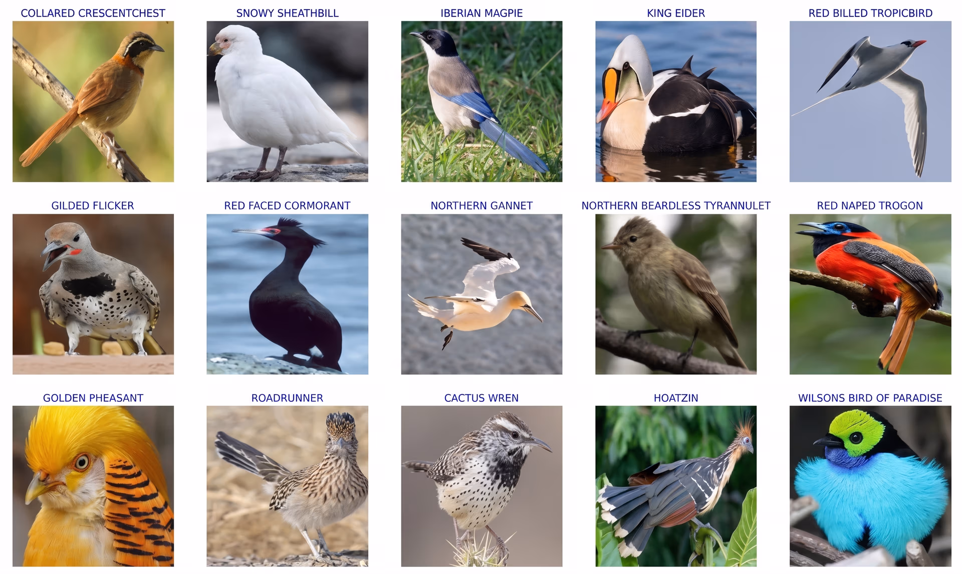 A glimpse of a dataset of different bird species