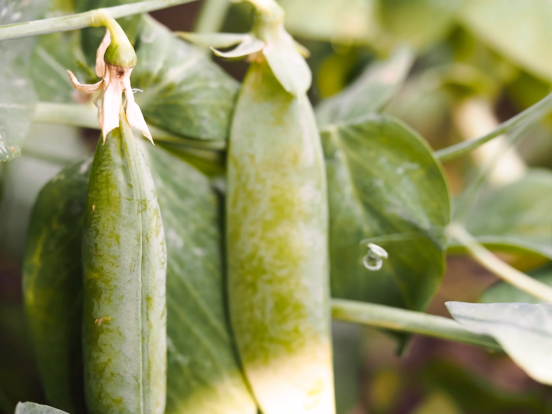 YOLOv5 detecting snap peas for AI-assisted farming