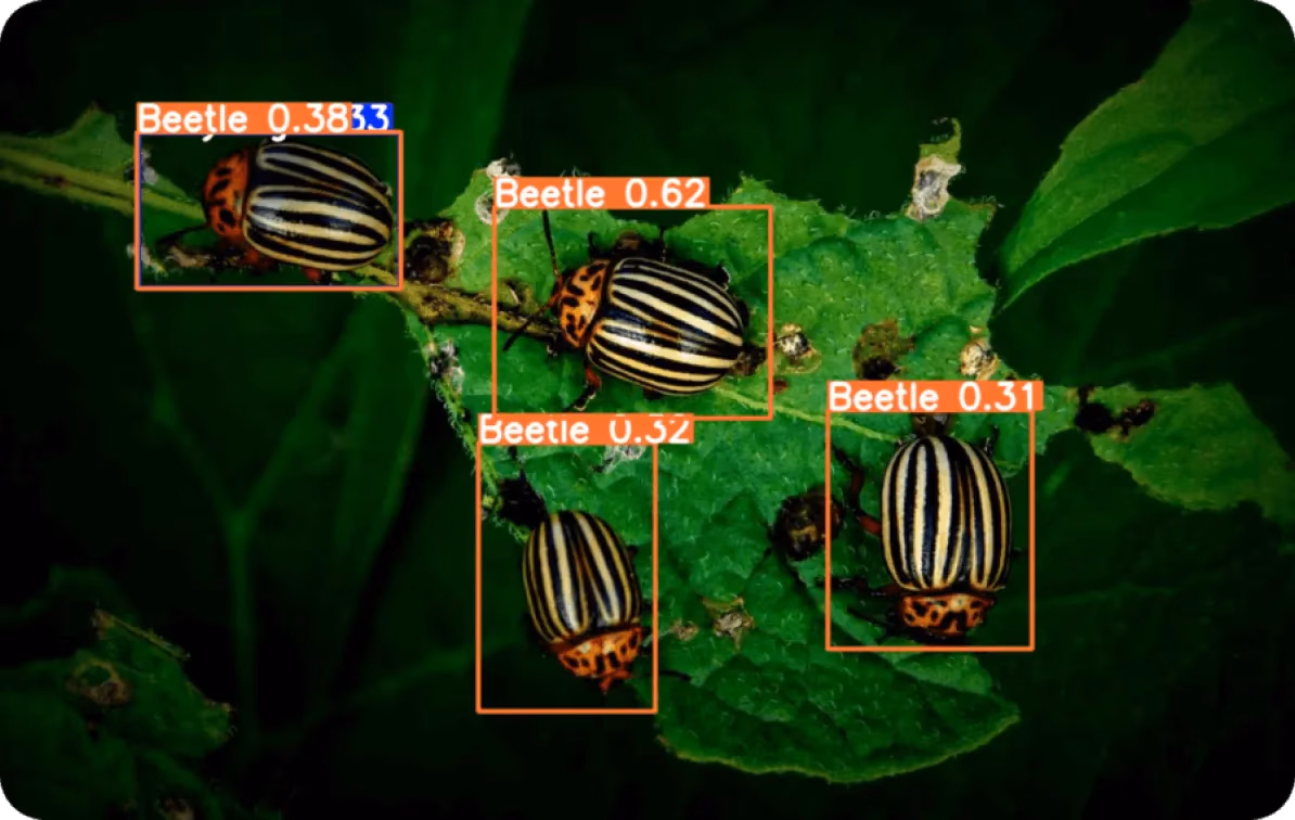 YOLO11 检测并分类作物上的甲虫,实现早期害虫预警