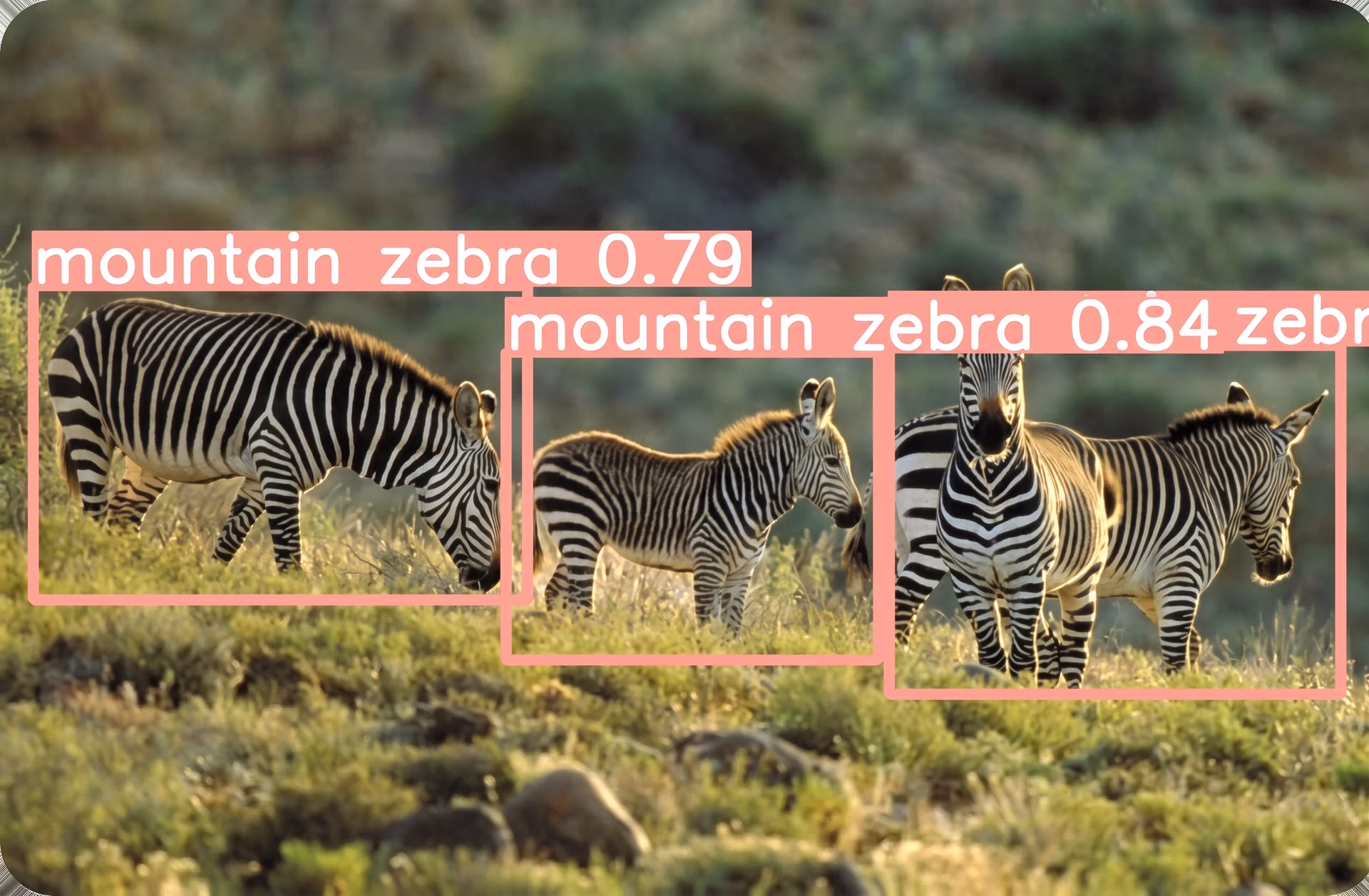 Mountain Zebra
