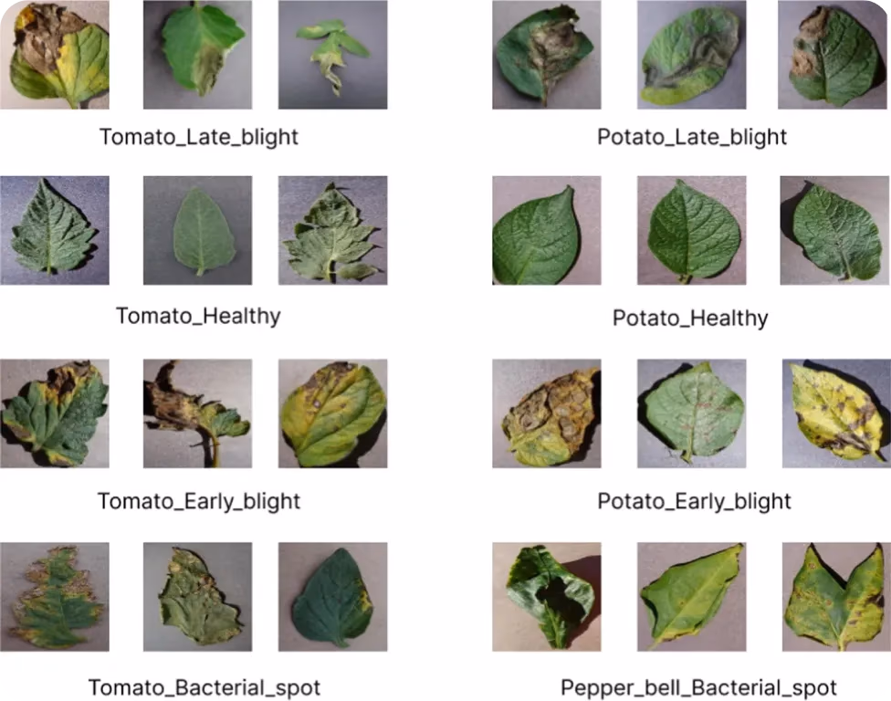 Utilisation de l'apprentissage zero-shot pour identifier les maladies des plantes