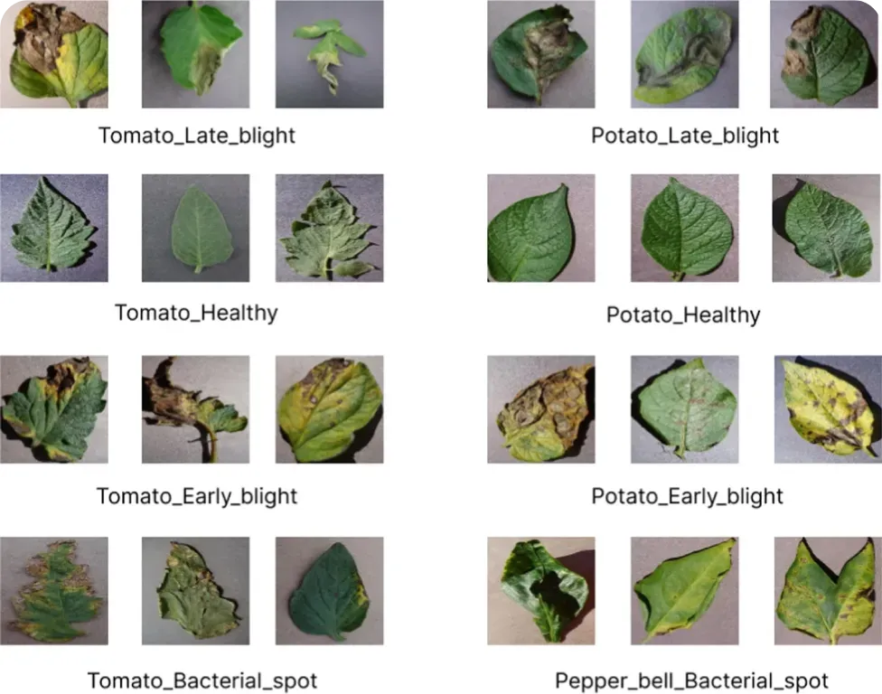 ゼロショット学習を使用した植物の病気の特定