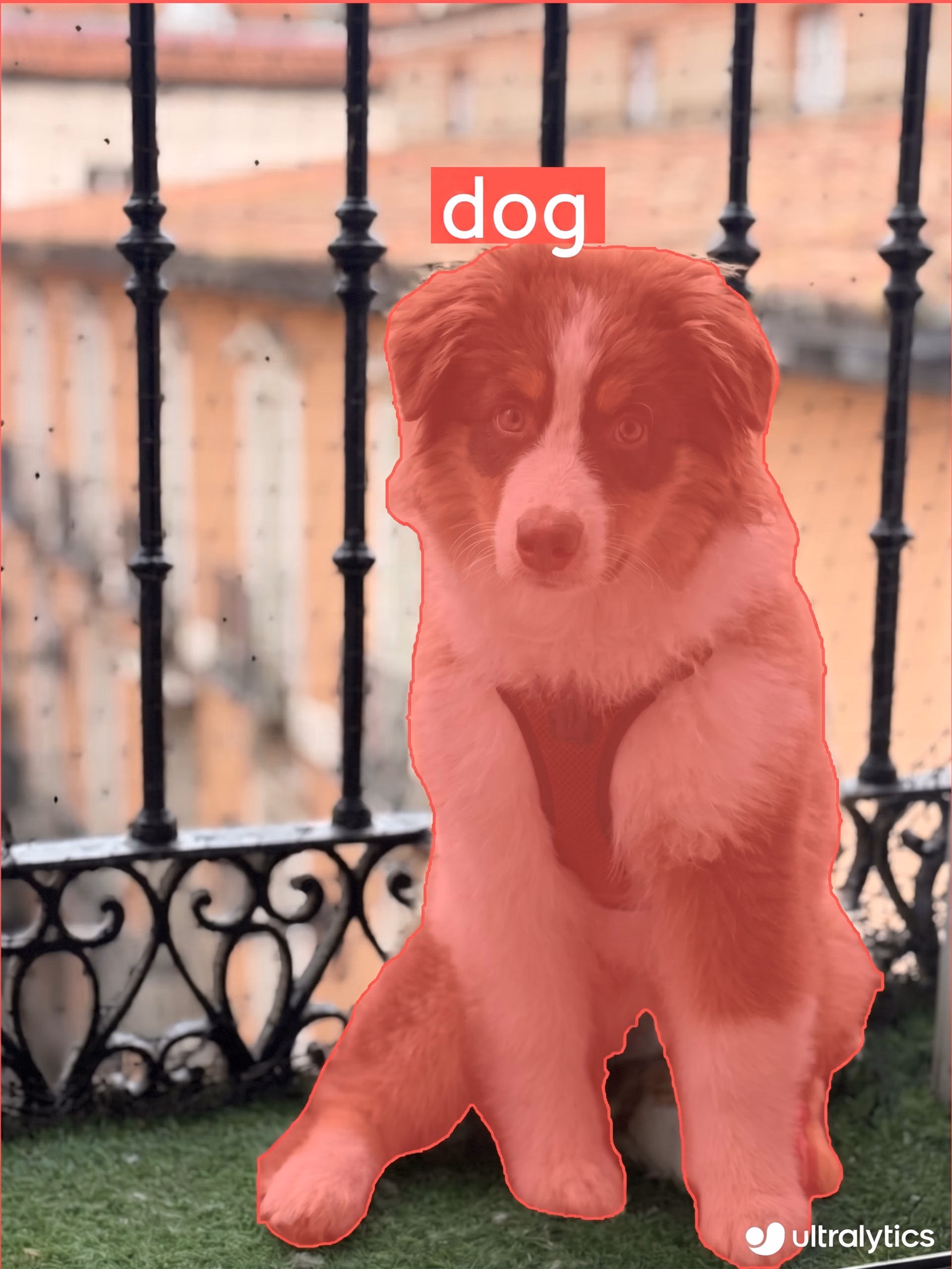 Ultralytics YOLO11 segmenting Blues the dog