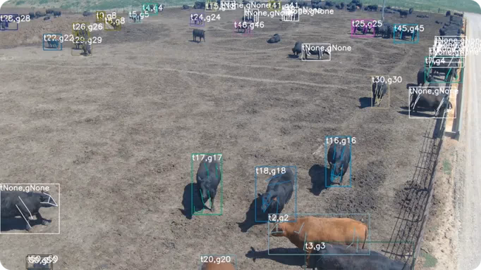 HerdSense 利用行为 AI 监测并识别奶牛