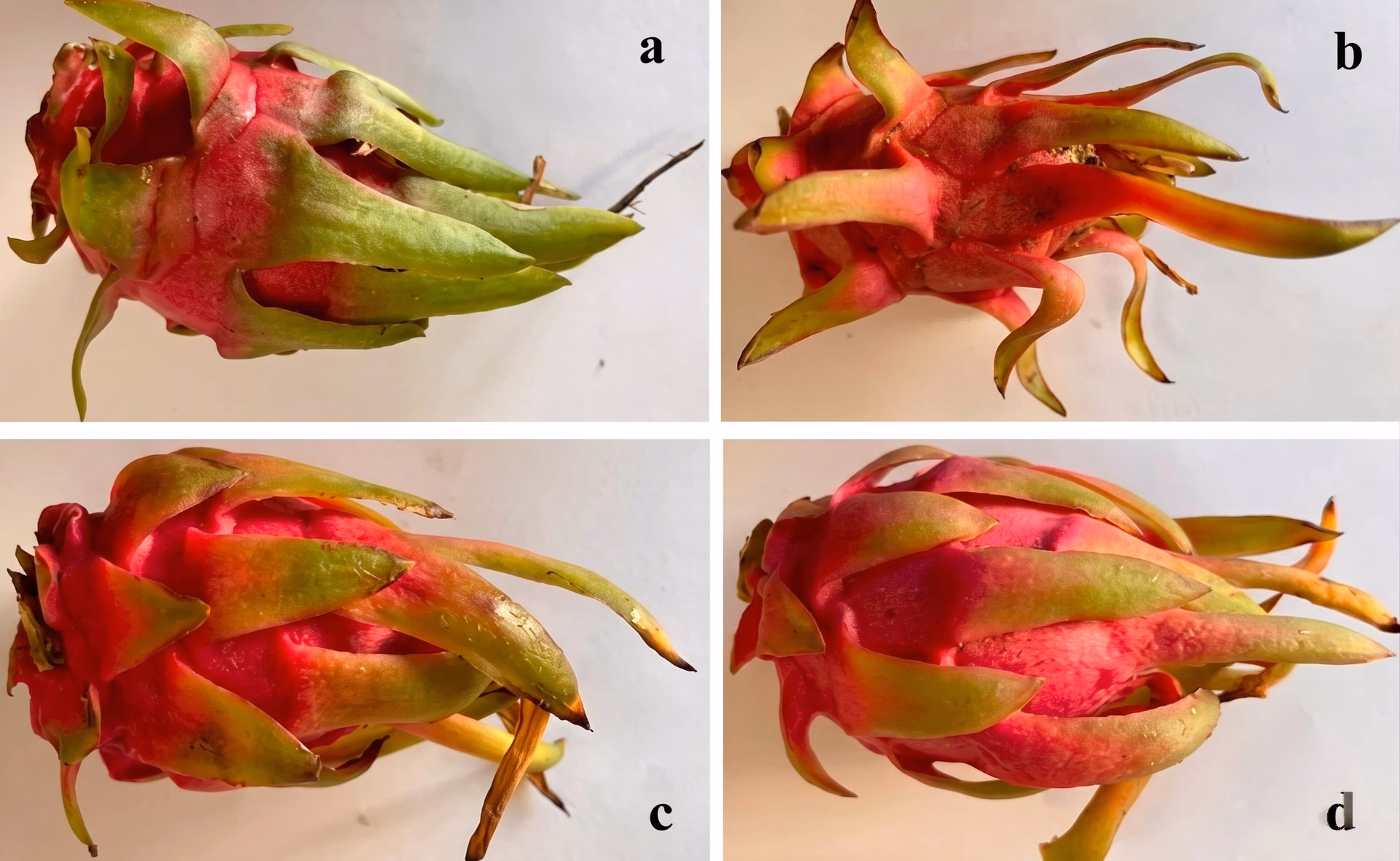 Multiple varieties of red dragon fruit with respect to shape