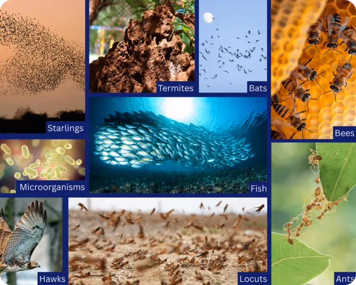 Beispiele für Schwarmintelligenz in der Natur