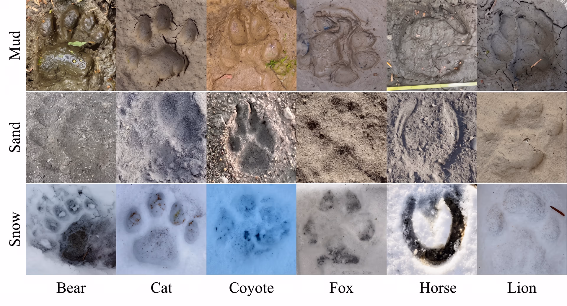 Animal footprints on different surfaces