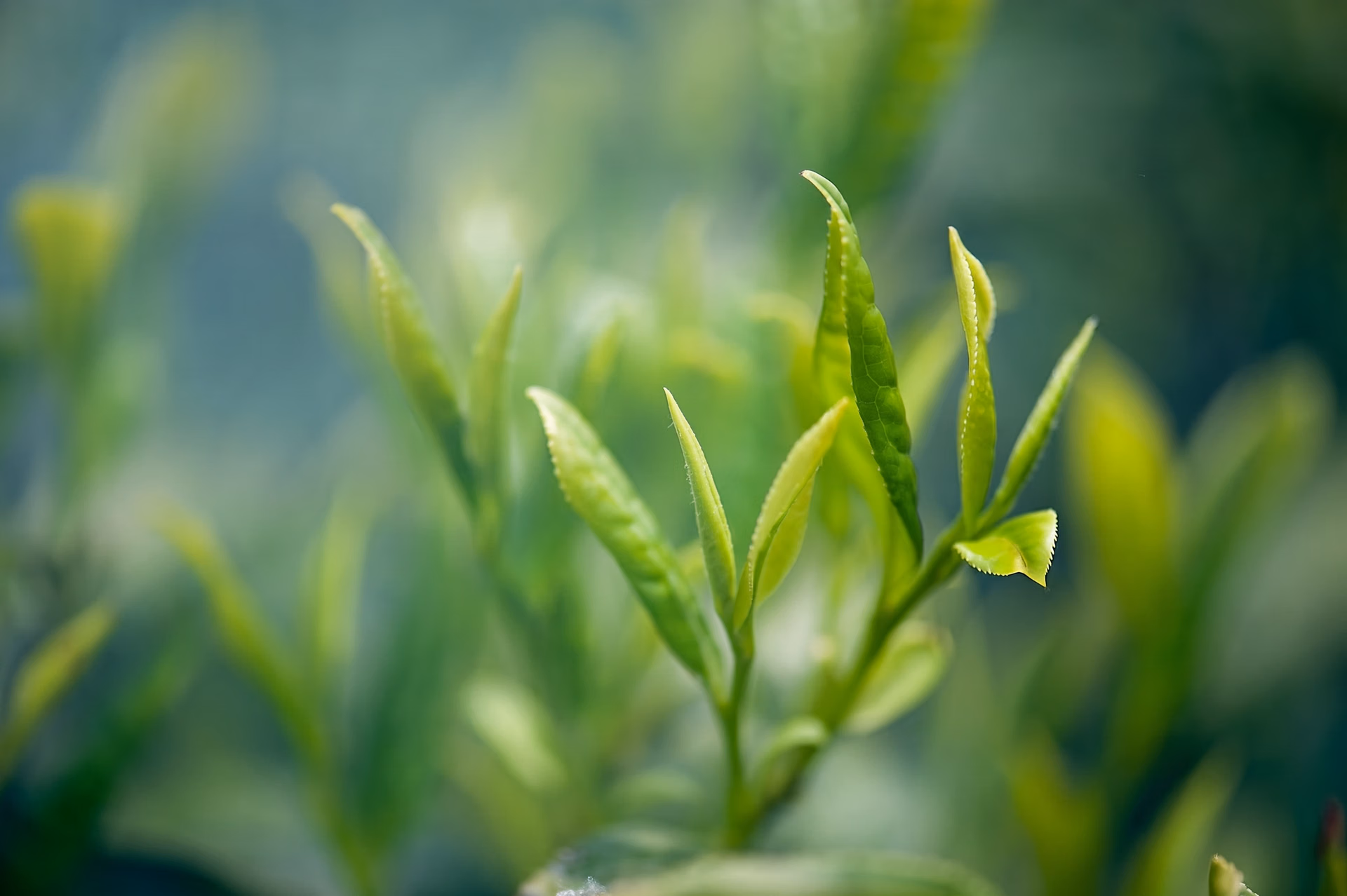在茶叶生产流程中使用视觉 AI