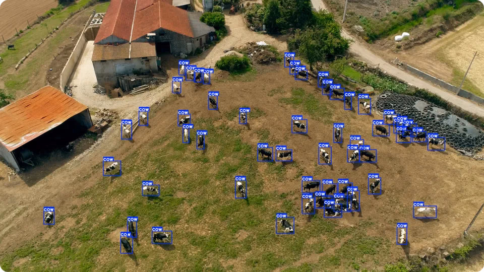 Surveillance de vaches par IA et analyse d'image