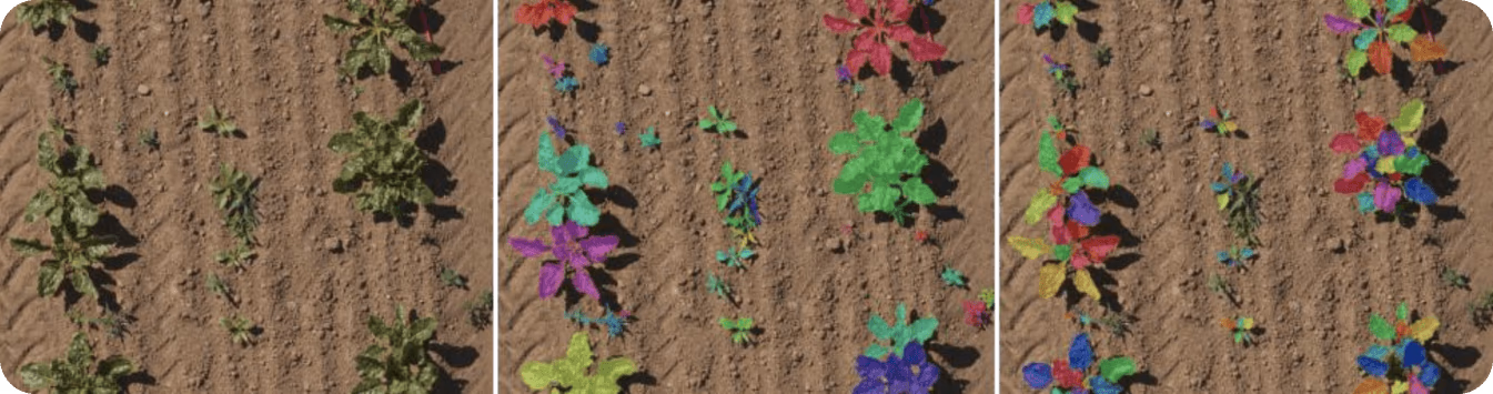 Segmentation des cultures et des mauvaises herbes