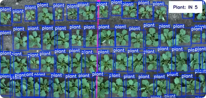 YOLO11 检测杂草并统计植物数量以进行作物管理