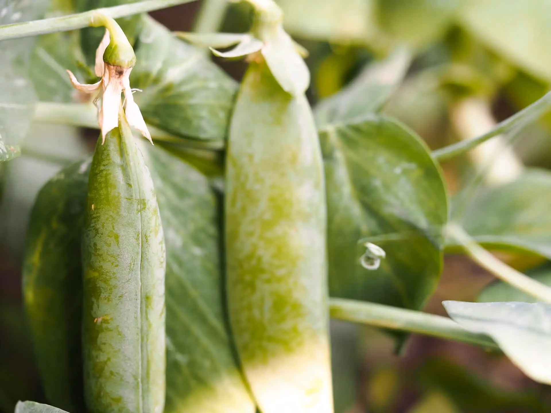YOLOv5 détectant des pois mange-tout pour une agriculture assistée par IA