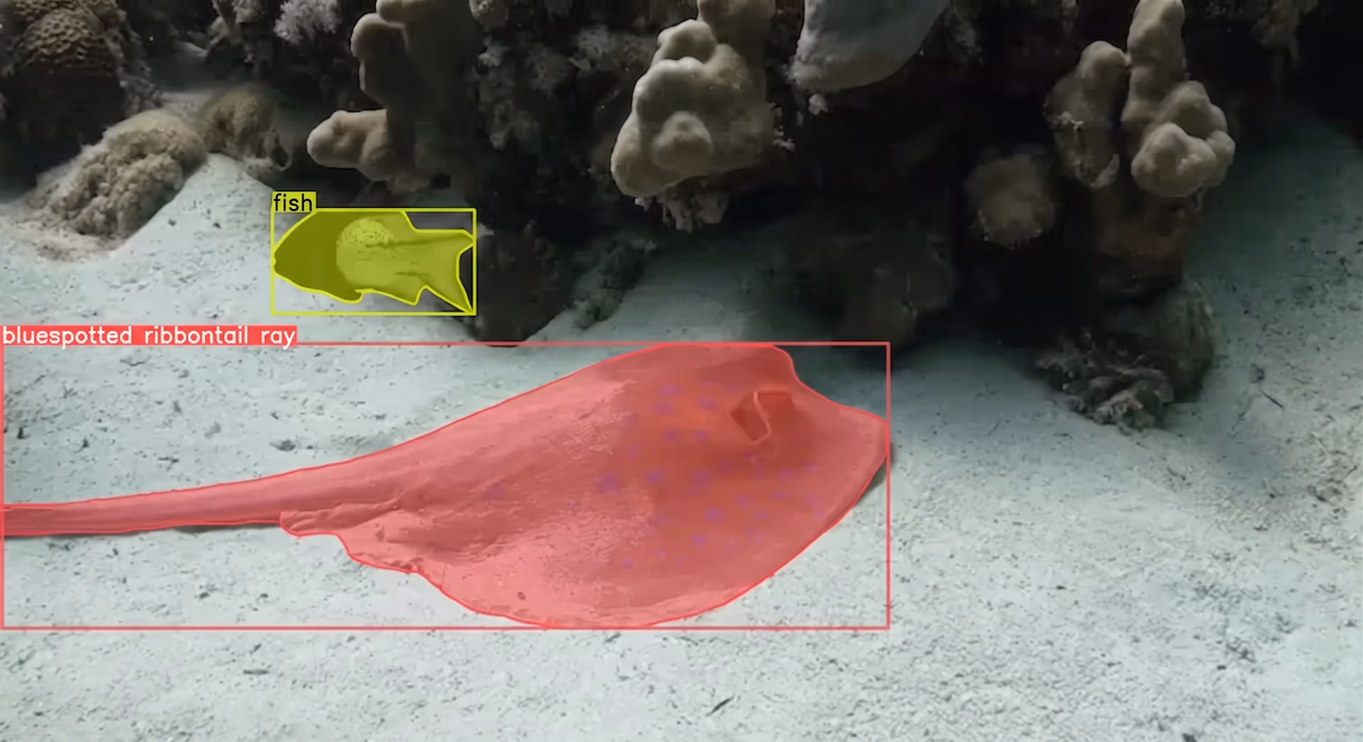 Using Ultralytics YOLO26 to detect and segment wildlife in underwater environments