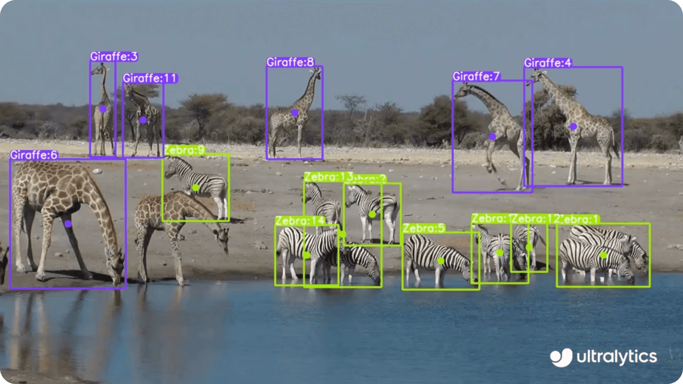 Modèle de vision par ordinateur Ultralytics YOLOv8 identifiant la faune