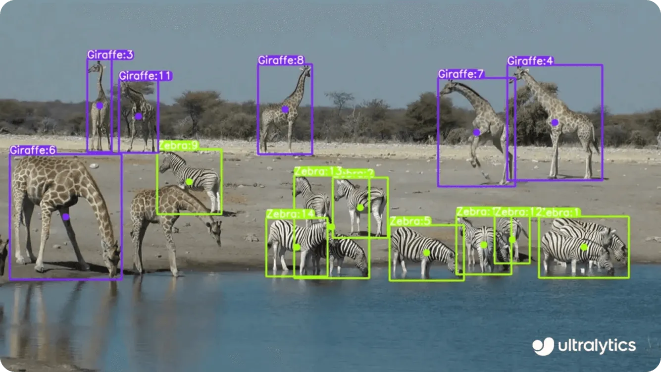 Mô hình computer vision Ultralytics YOLOv8 nhận diện động vật hoang dã
