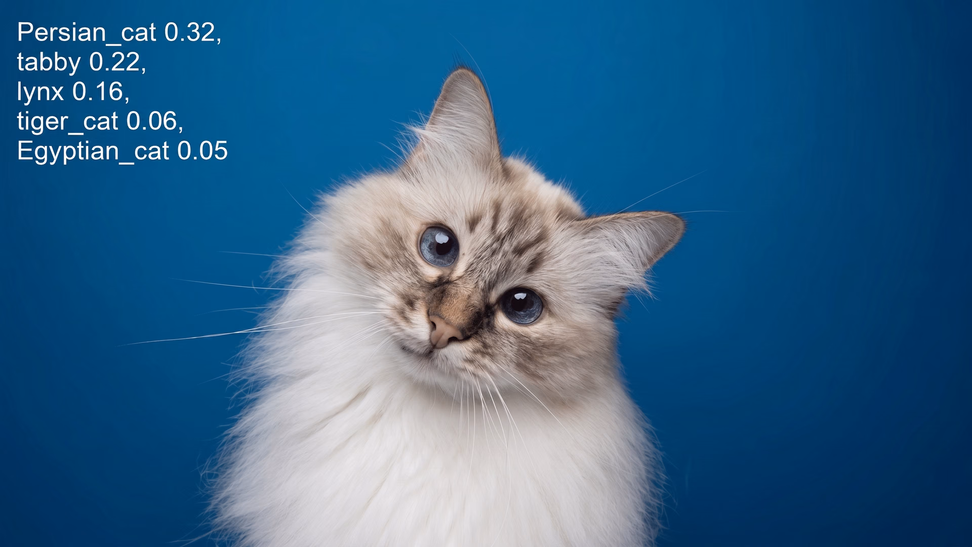 Using image classification to classify a Persian cat