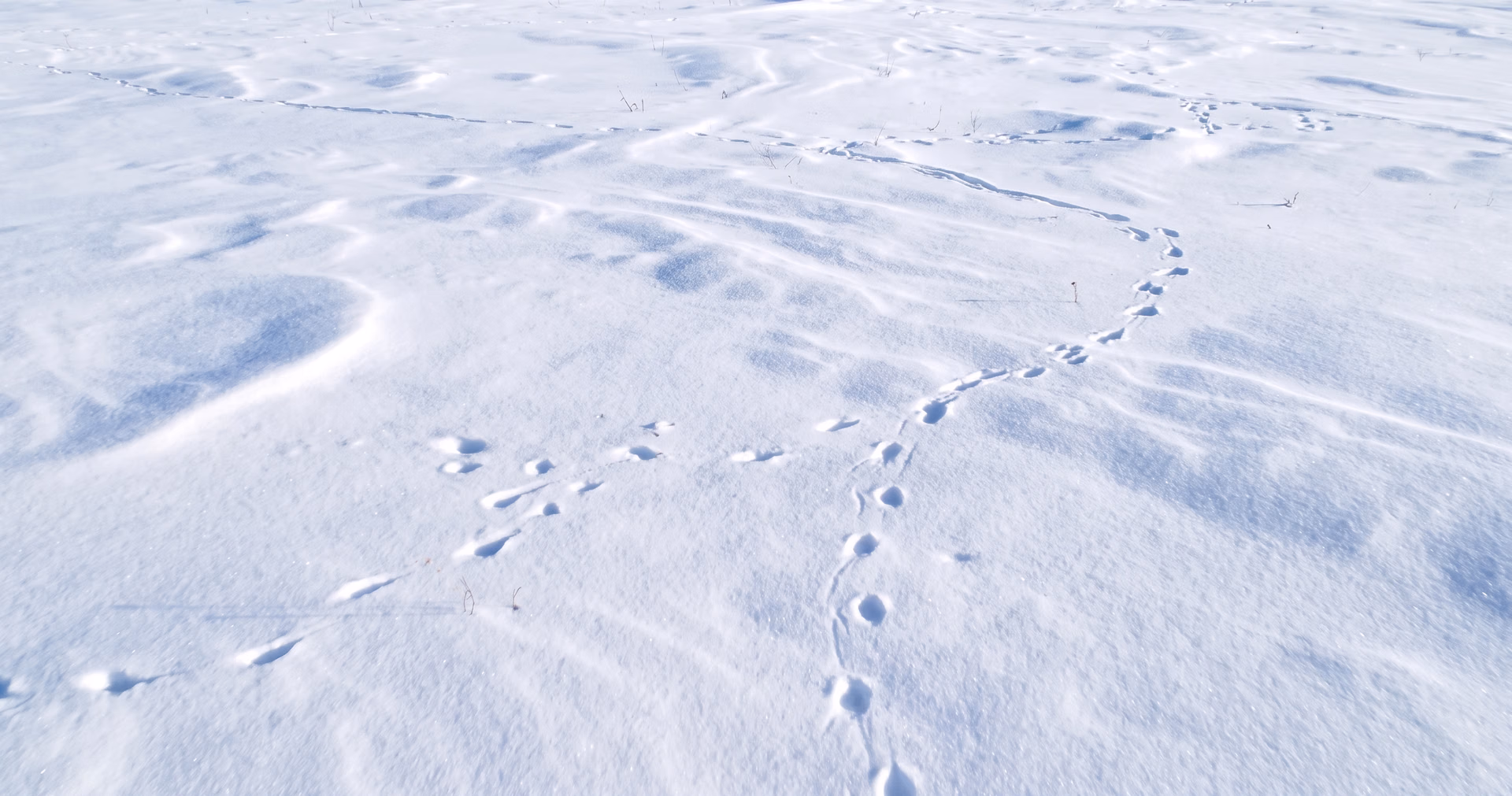 Tracce di animali nella neve analizzate con la computer vision