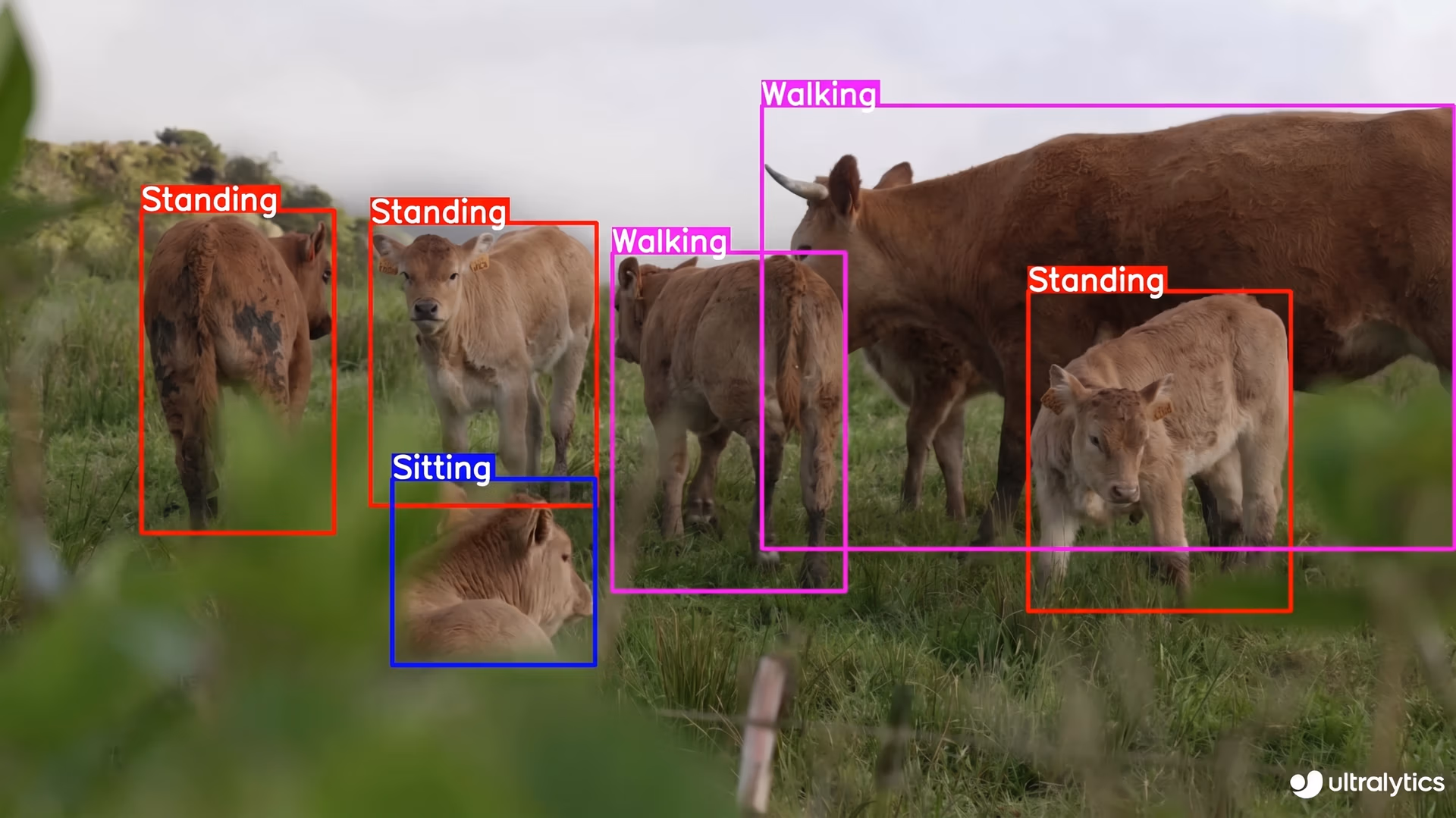 Cows' behavior and position monitoring using Ultralytics YOLOv8