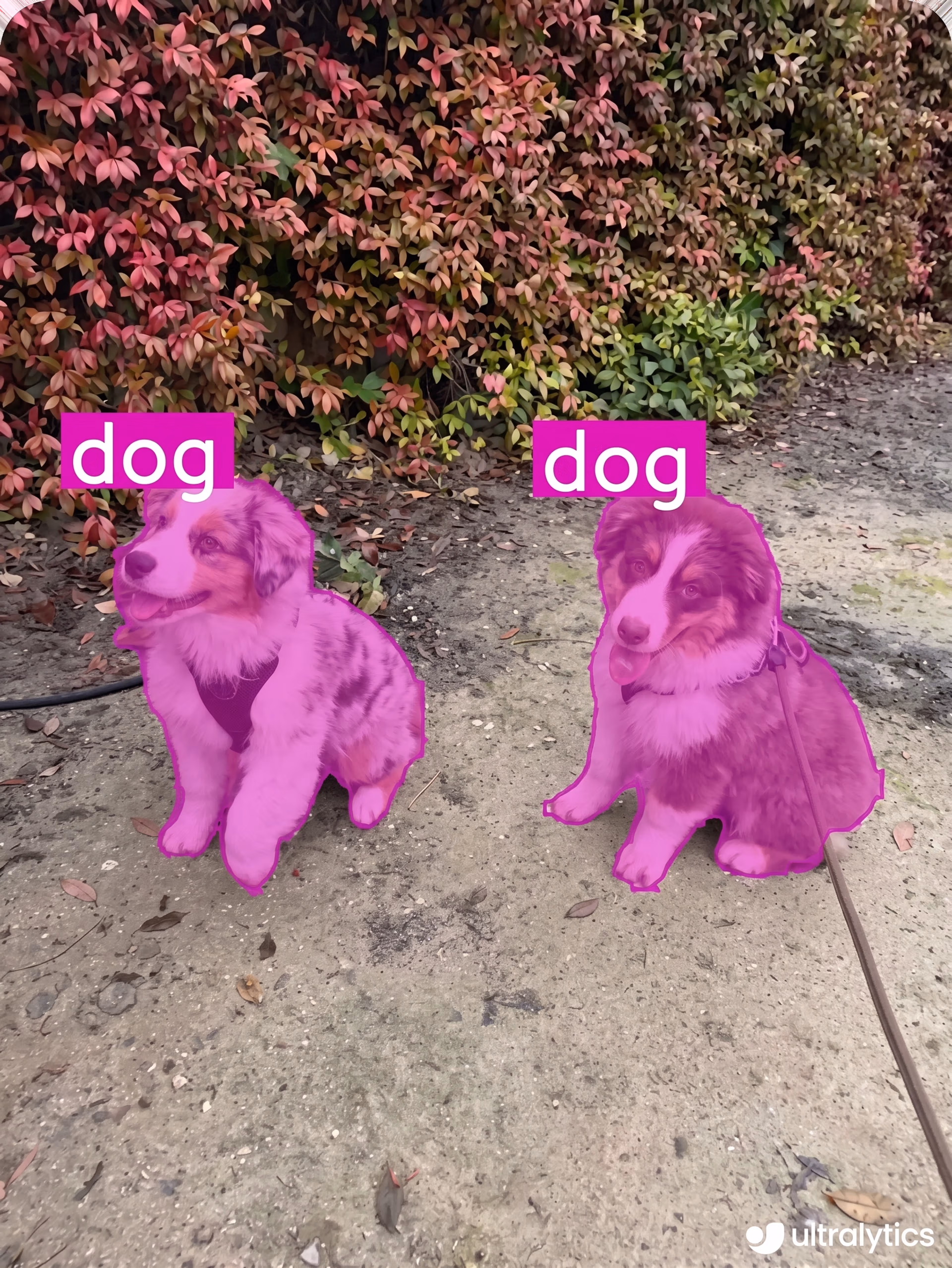 Ultralytics YOLO11 usando segmentación para identificar dos perros