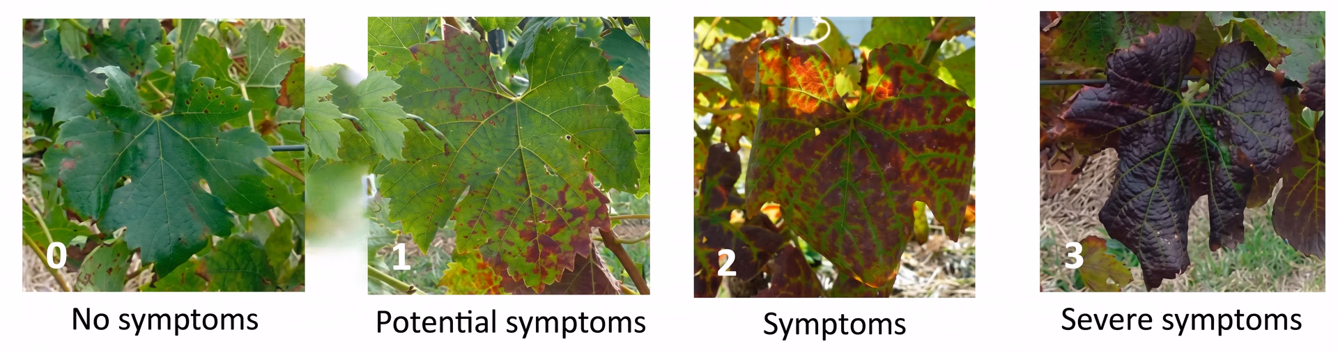Examples of how grapevine leafroll disease presents itself