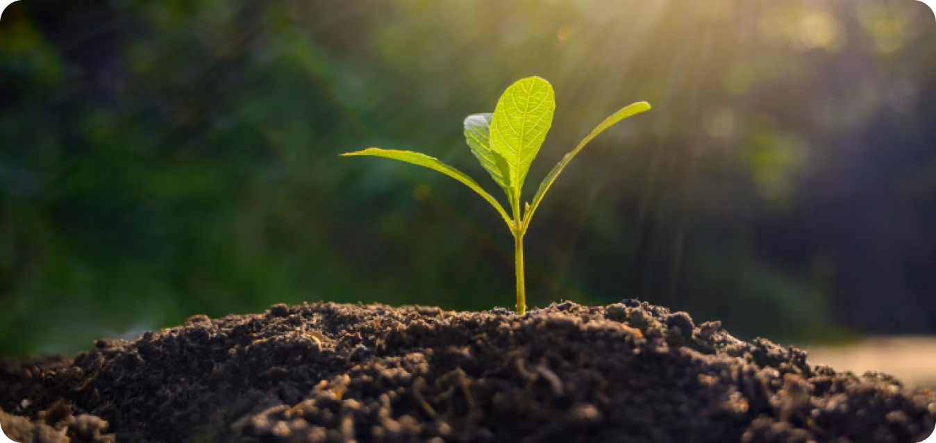 Gros plan sur une nouvelle plante