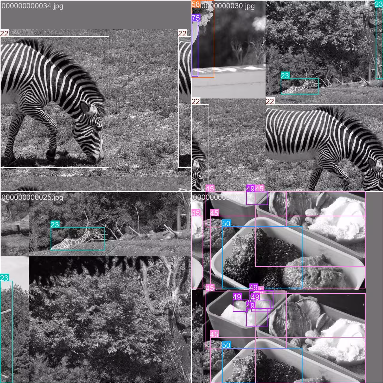 COCO8 grayscale dataset mosaic training batch