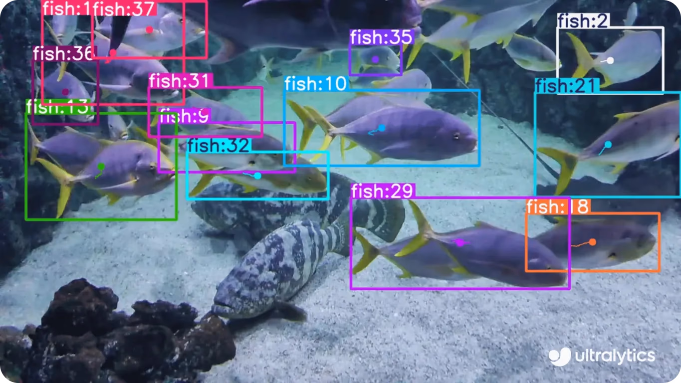 Verwendung von YOLOv8 zum Tracken von Fischen