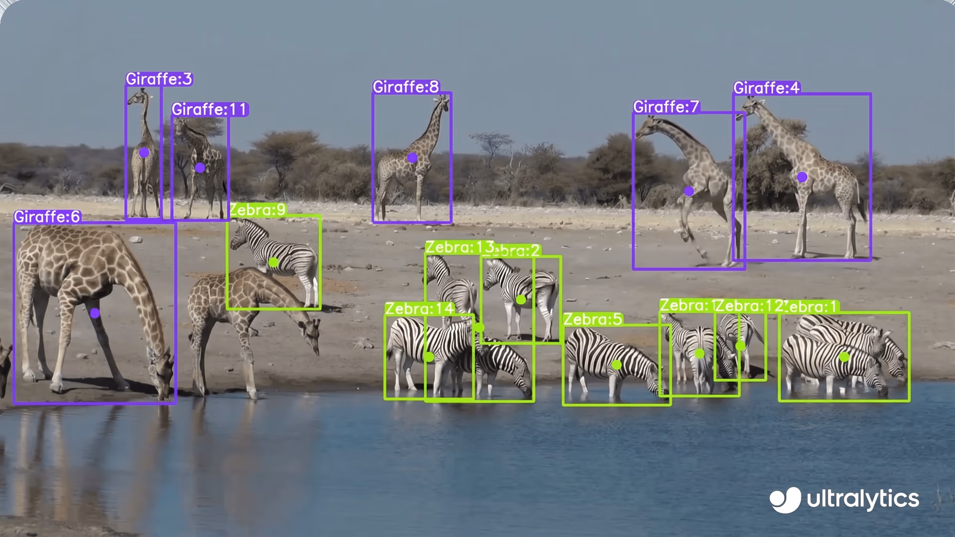 Ultralytics YOLOv8 identifying wildlife species