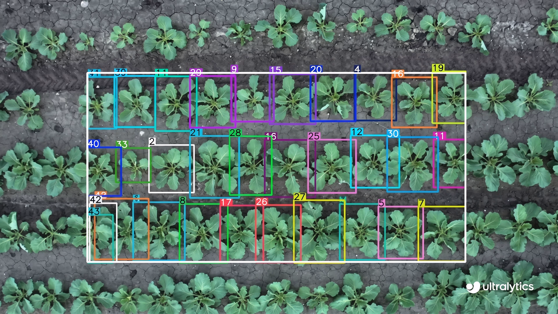 Ultralytics YOLO11 detecting crops in aerial drone footage
