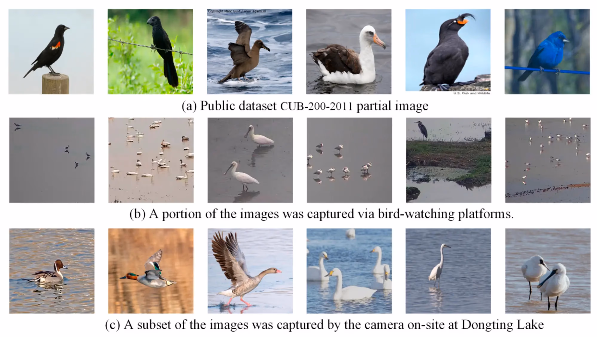 Hình ảnh từ tập dữ liệu được sử dụng để huấn luyện Birds-YOLO