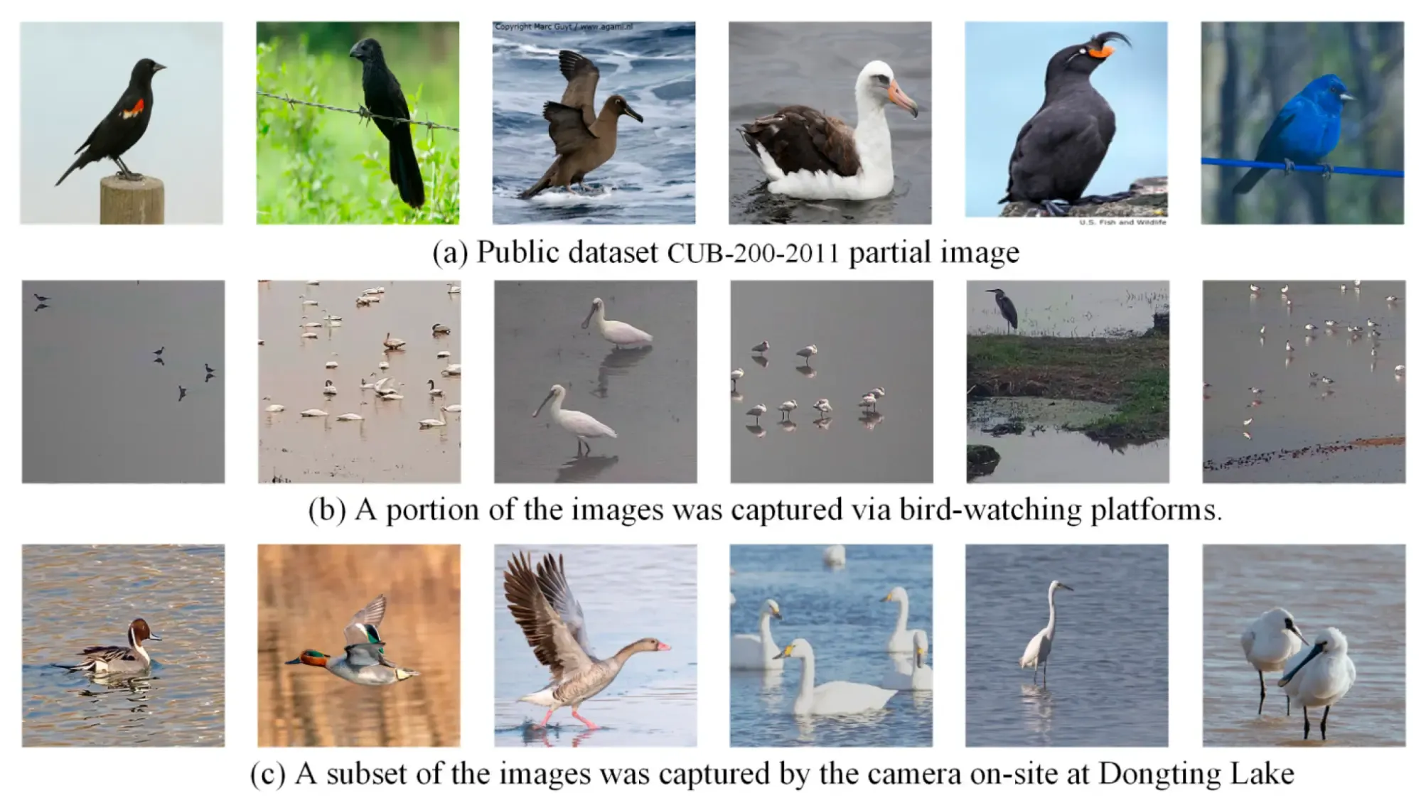 Images issues du jeu de données utilisé pour entraîner Birds-YOLO