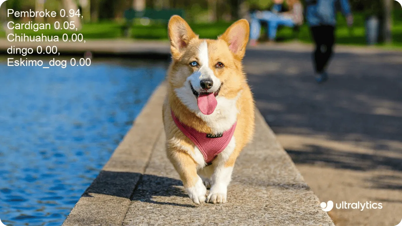 YOLO11 dự đoán các giống loài tiềm năng của một chú chó