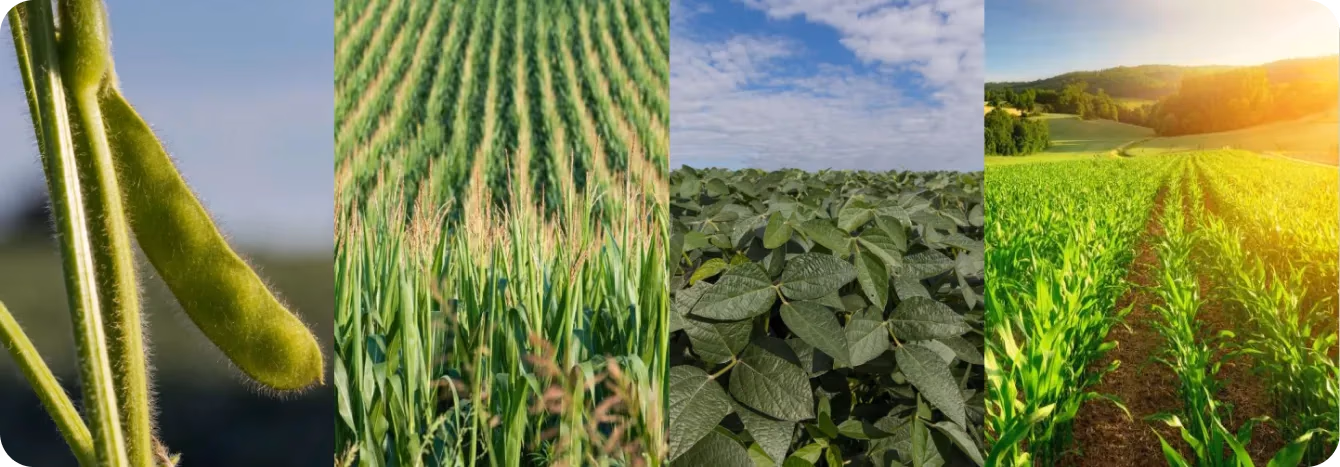 Surveillance des champs cultivés