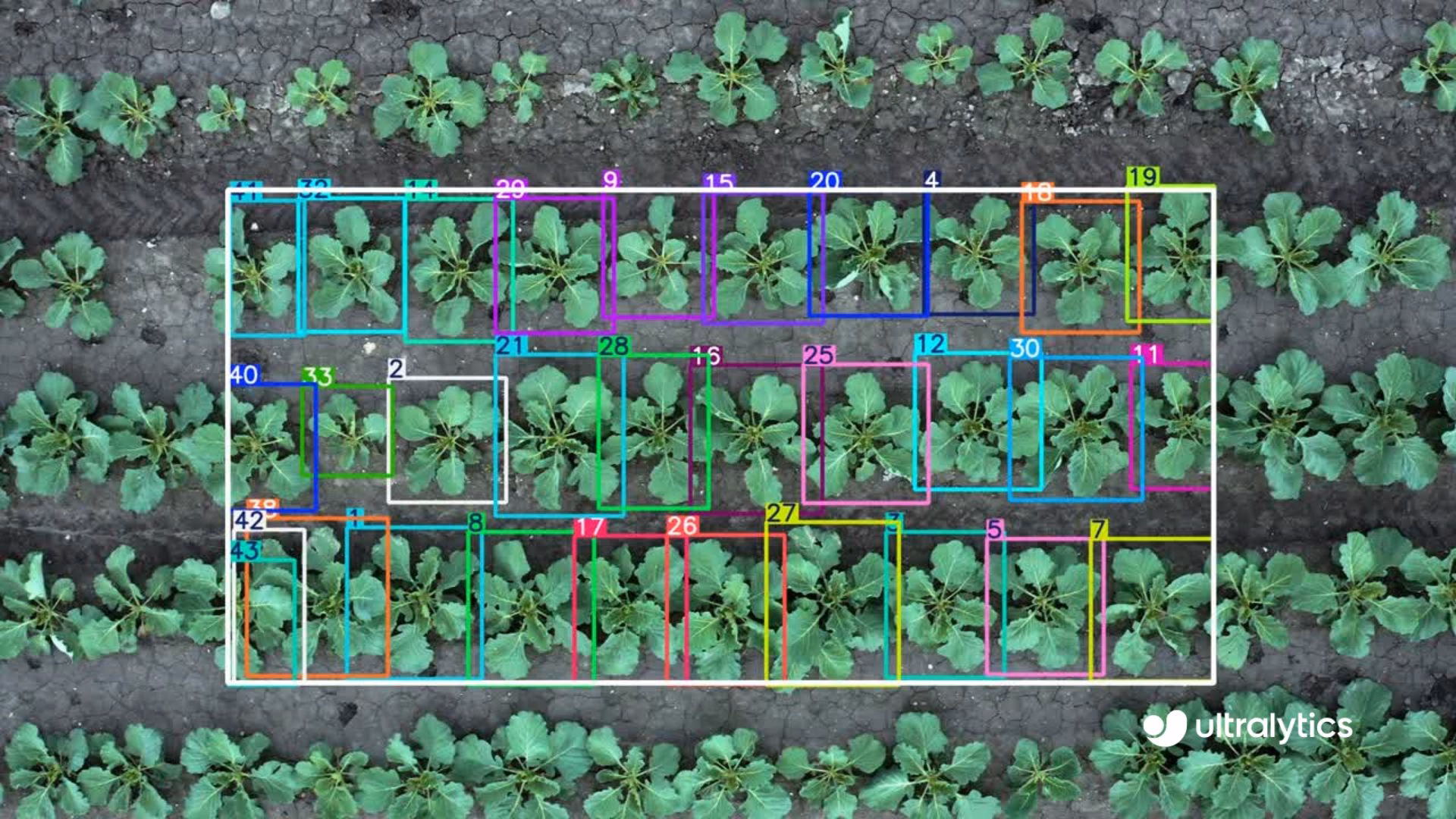Plants Tracking in Field Using Ultralytics YOLO26