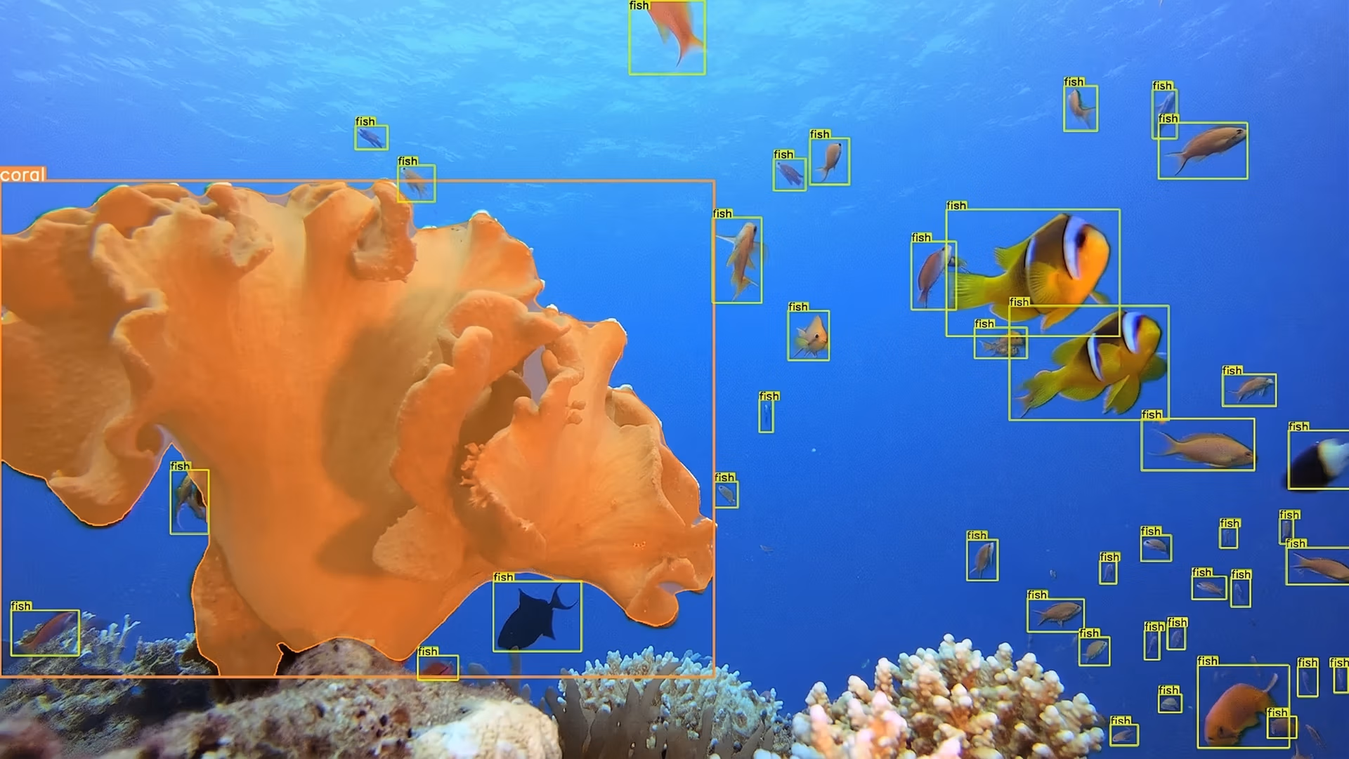Computer vision detecting wildlife for biodiversity surveillance