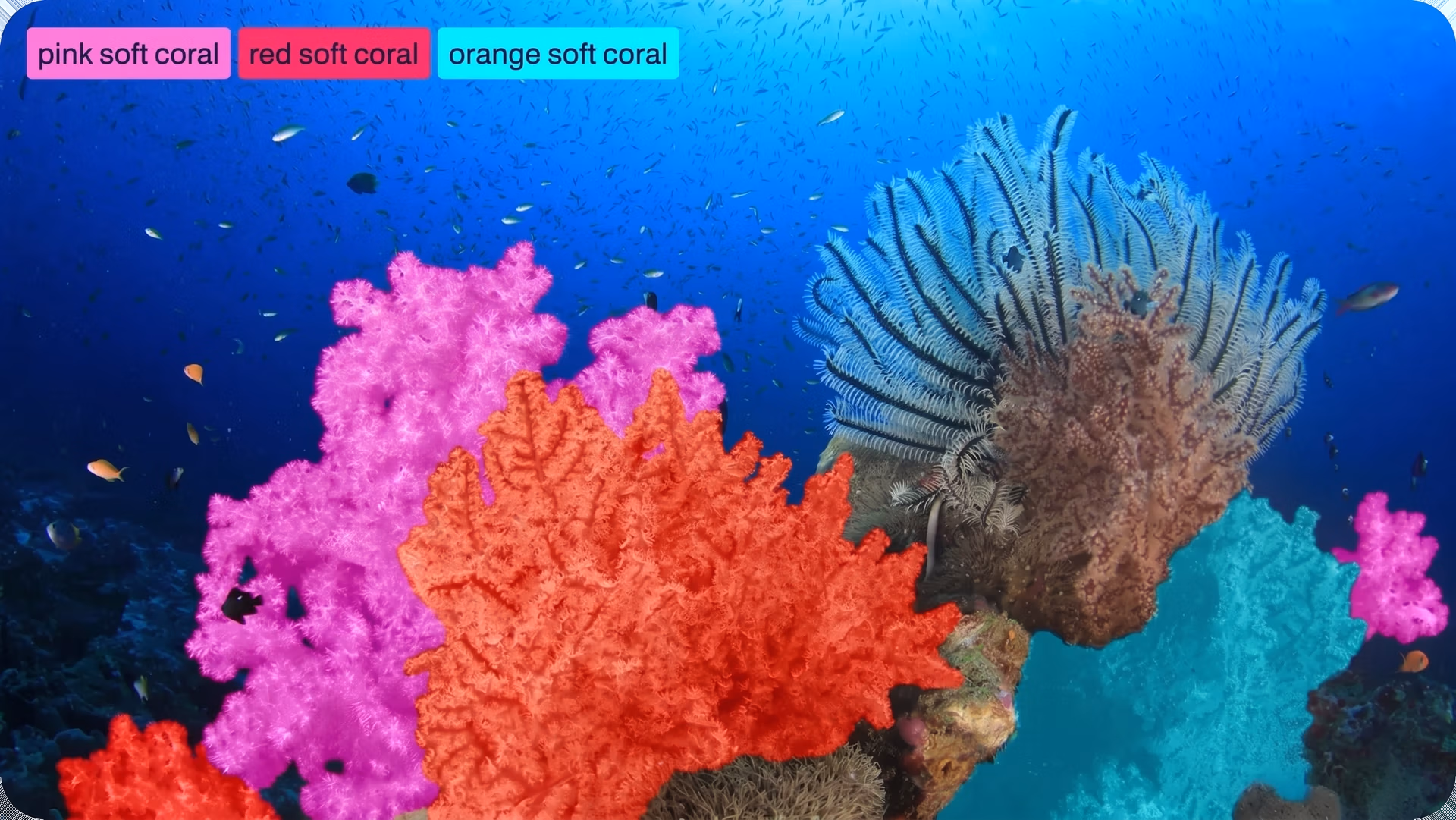 Ultralytics YOLO26 segmenting different types of coral underwater