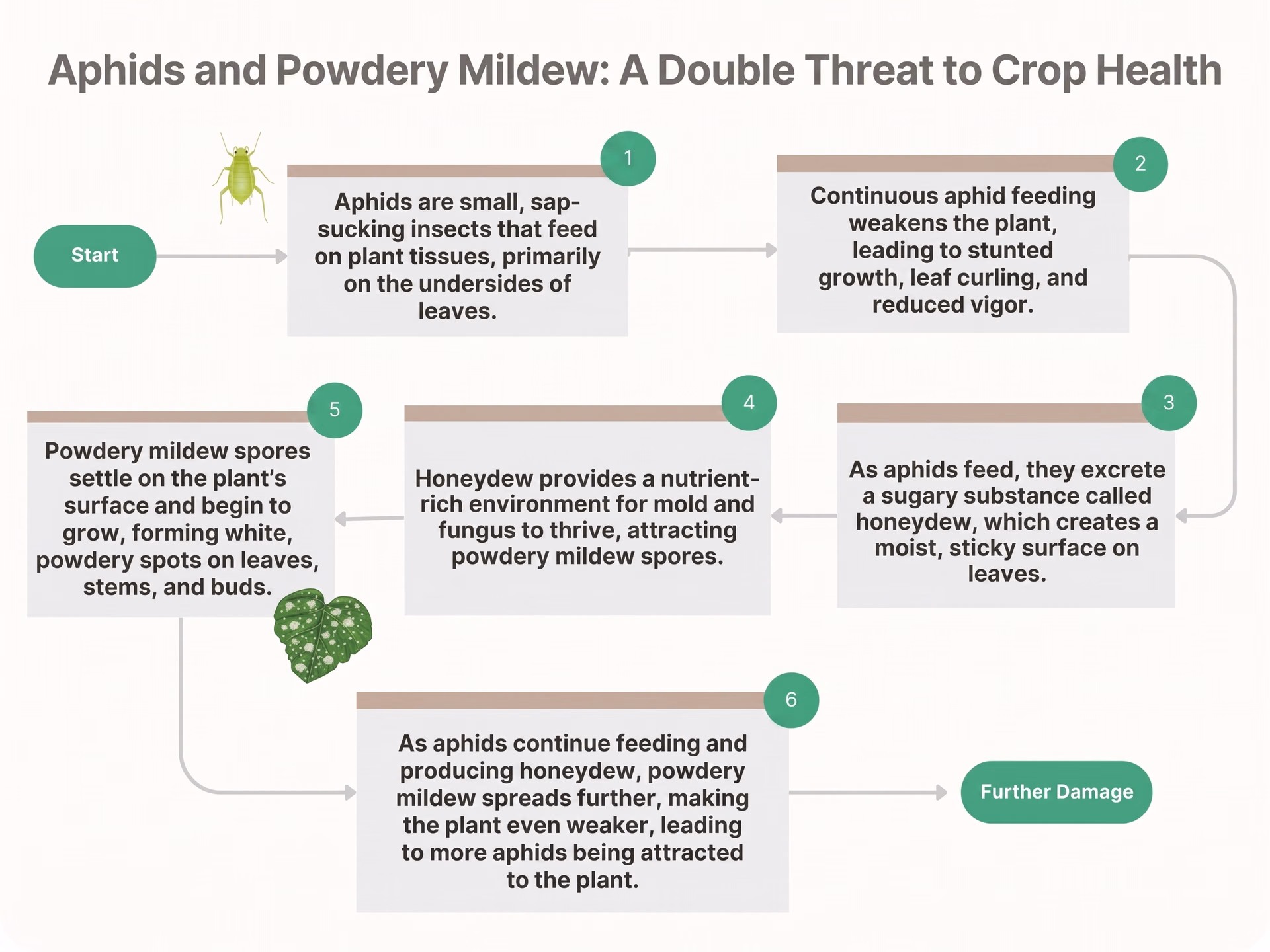How aphids and powdery mildew occur together