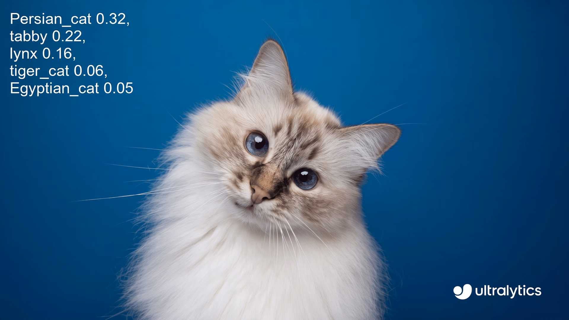 Using Ultralytics YOLO11 to classify a Persian cat