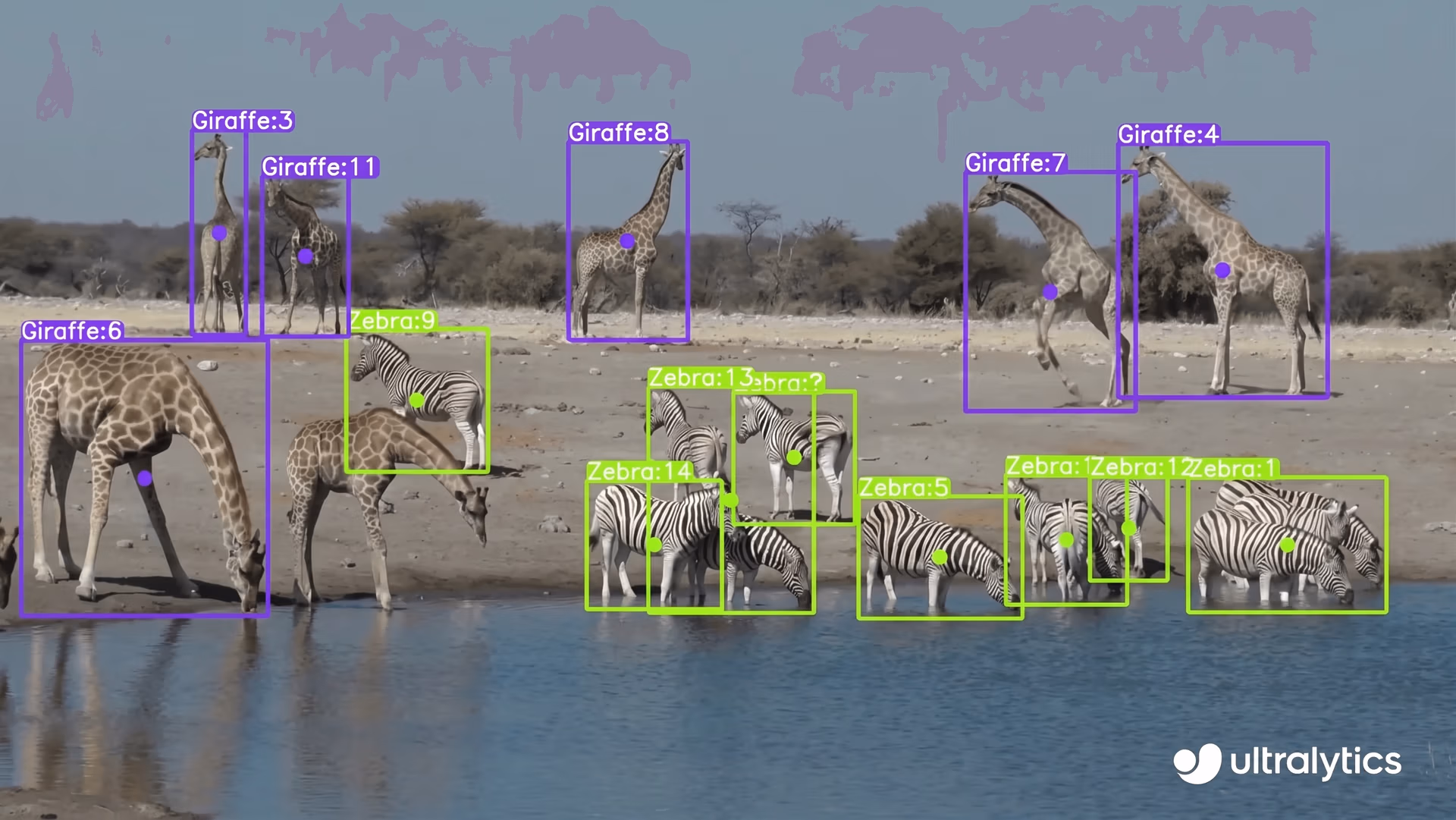 An example of using Ultralytics YOLO models to detect wildlife species
