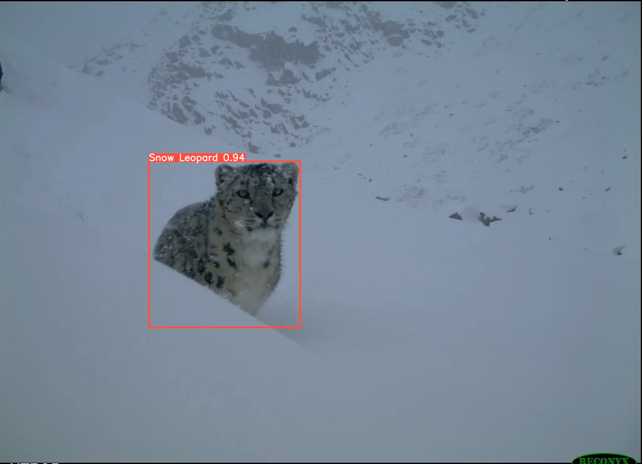 Schneeleopard mit YOLOv5 erkannt