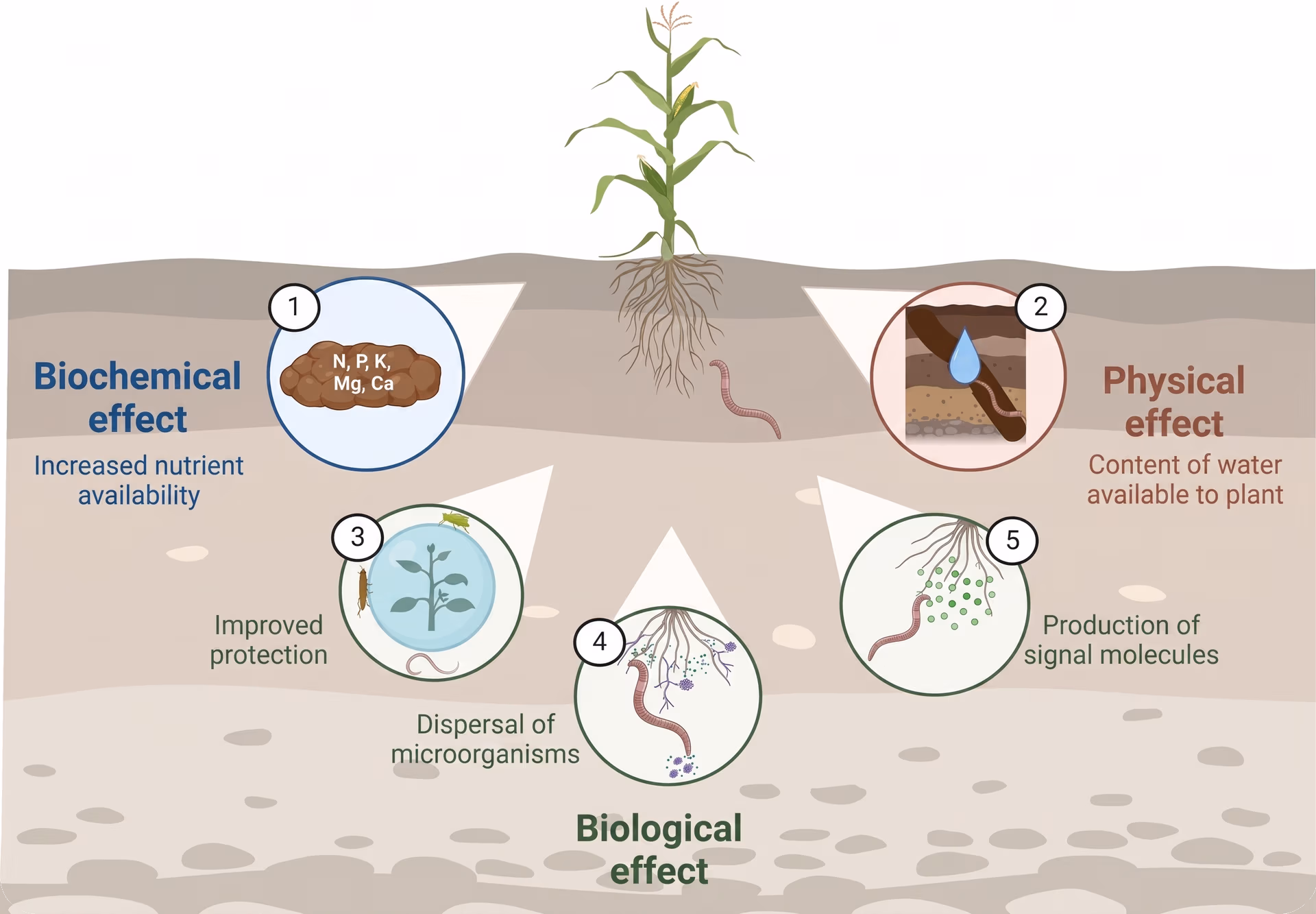 Diagrama de como os vermes segmentados melhoram a saúde do solo e das plantas