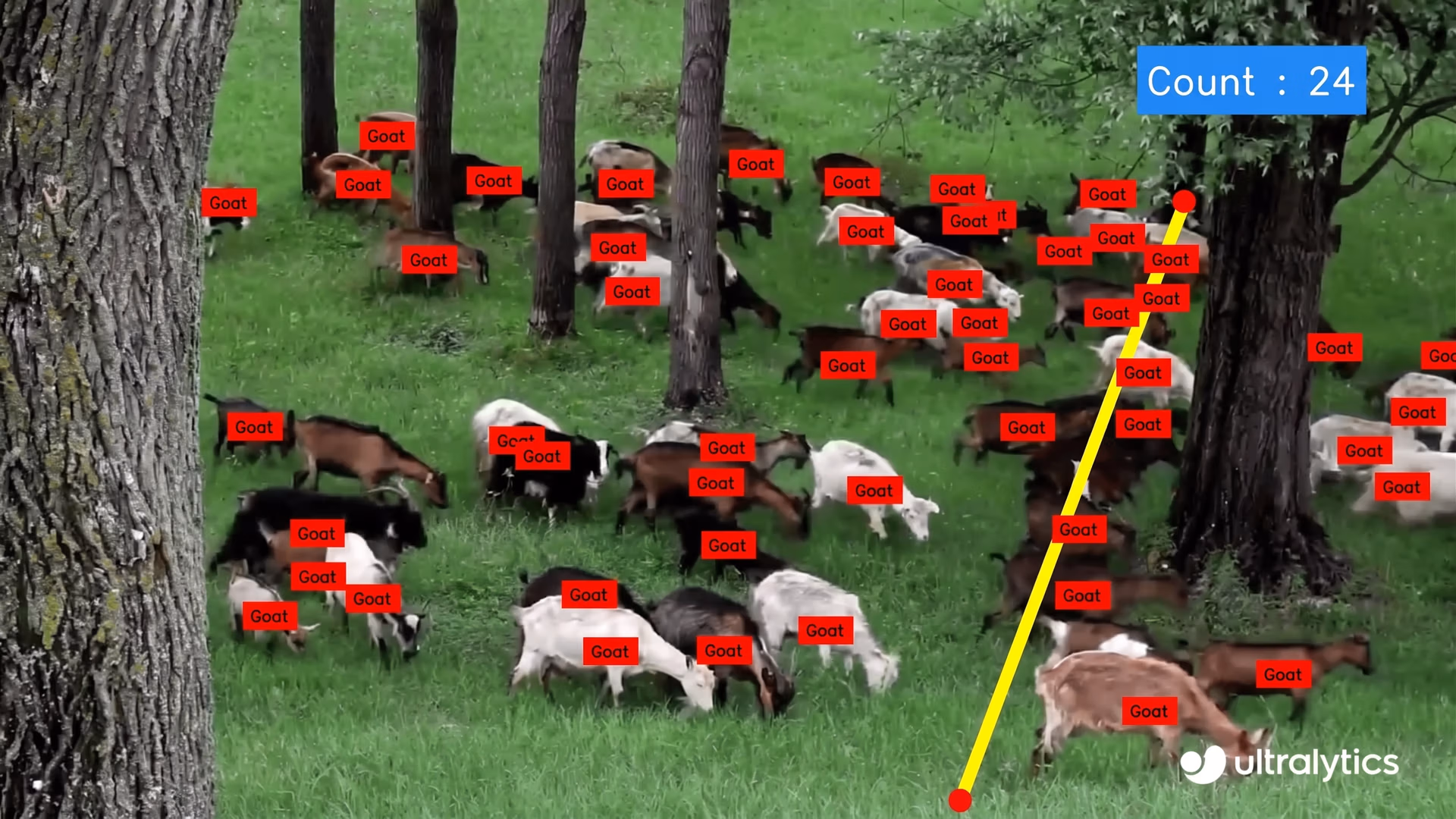 Counting a tribe of goats using YOLOv8