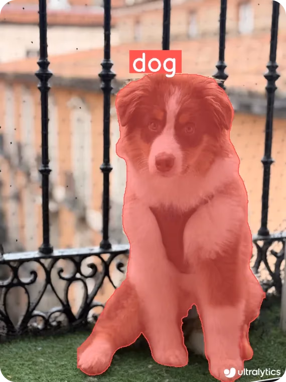 YOLO11 che segmenta il cane Blues