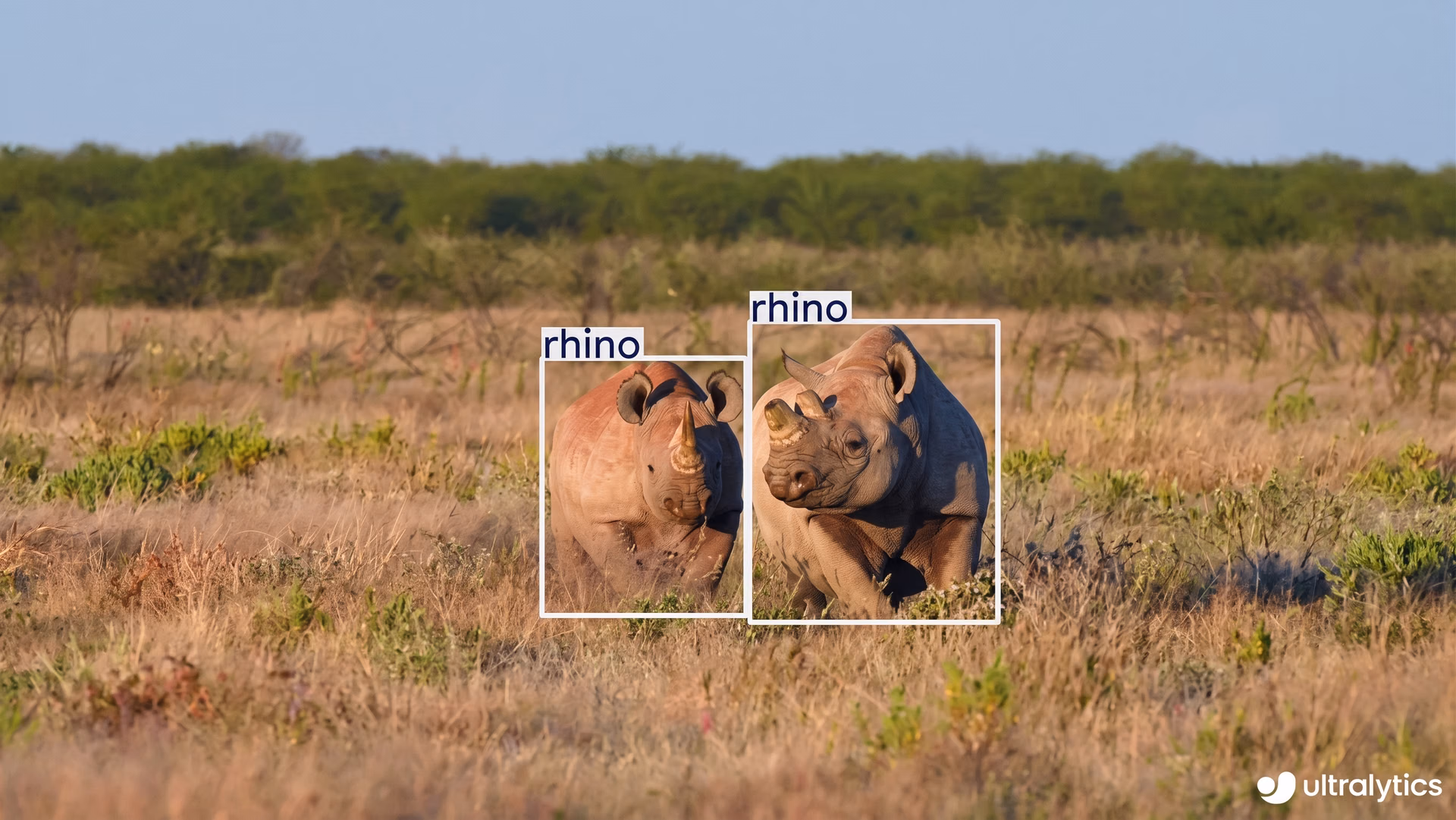 Using Ultralytics YOLO11 to detect animals