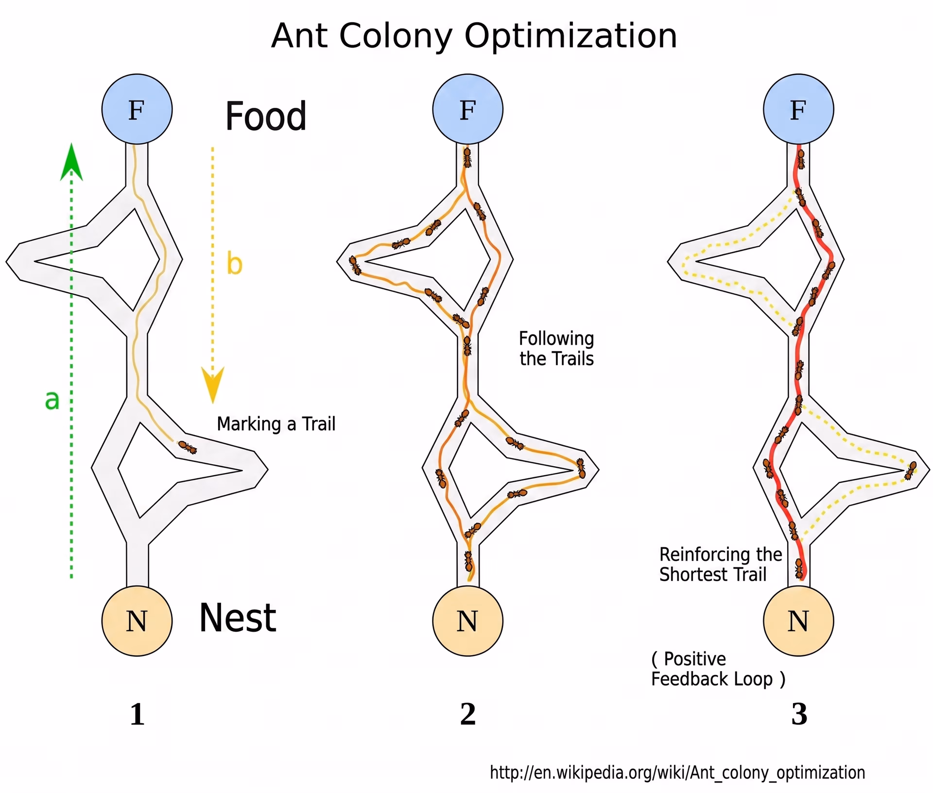 Understanding ant colony optimization
