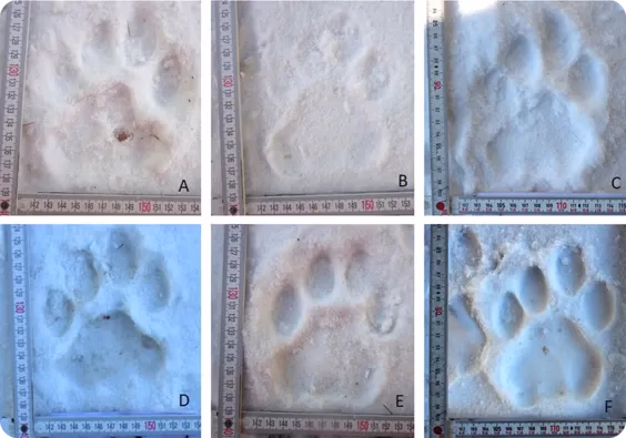 Tigerpfotenabdrücke im Schnee