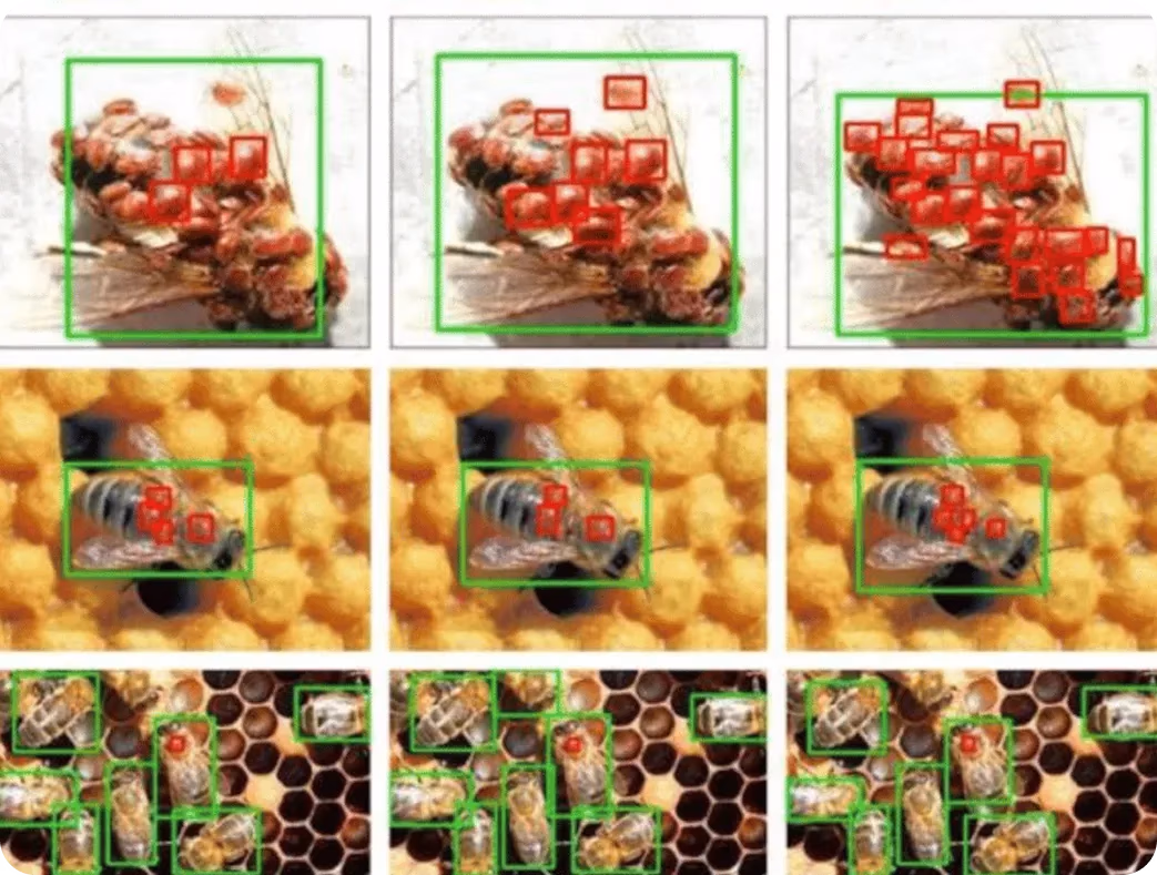 Visión artificial detectando y analizando infestaciones de ácaros Varroa en colonias de abejas