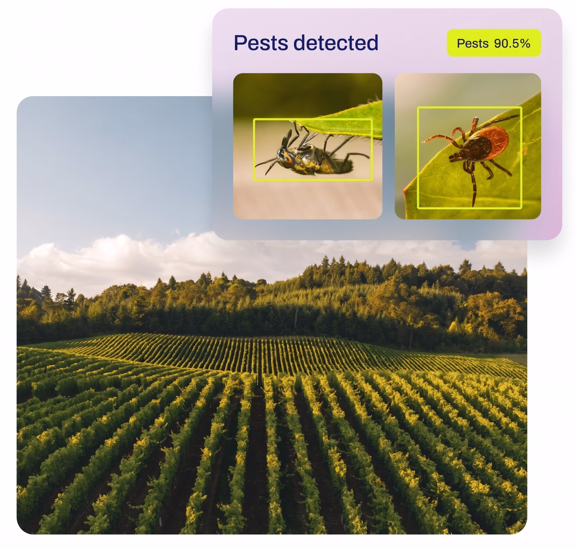 Ultralytics YOLOv8 detecting pests in an image