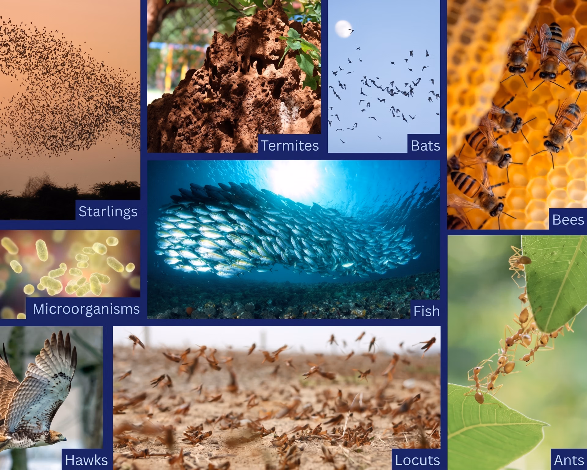Examples of swarm intelligence in nature